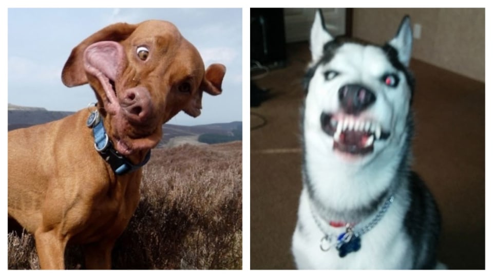 Kýchající psi